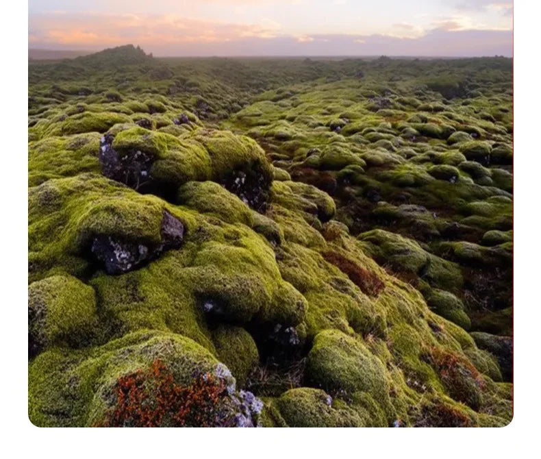 Household Moss Imitation Cashmere Coffee Table Rug Shaped Thicken Bedroom Bedside Mat Non-slip Absorbent Living Room Carpet